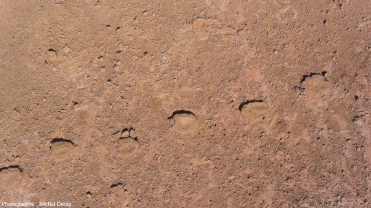 Traces d'un gros théropode (Ankylosaurus), Shar Tsav (vue par drone)