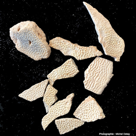 Fragments de coquille d'œufs de dinosaure trouvés à Khermen Sav en 2019