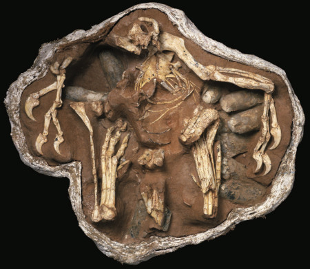 Le fossile IGM 100/979 , découvert lors de l'expédition de 1993