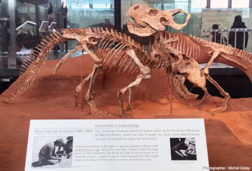 Reconstitution des Protoceratops andrewsi découverts dans le Gobi par Roy Chapman Andrews