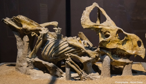 Protoceratops, exposition du Museum of Natural History (Hunnu Mall), Ulan-Bator