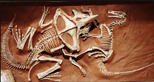 Un Velociraptor et un Protoceratops ont été fossilisés en plein combat par l'effondrement d'une dune de sable