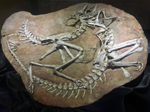 Deux squelettes de Galliminus (théropode) exposés au Musée central des dinosaures de Mongolie, Ulan-Bator