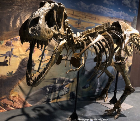 Un Tarbosaurus exposé au Museum of Natural History, Ulan-Bator
