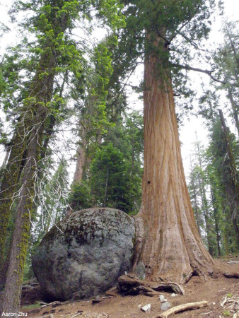 Tronc de séquoia (Sequoiadendron giganteum) gêné dans sa croissance par un bloc erratique, Sequoia National Park, Californie, USA