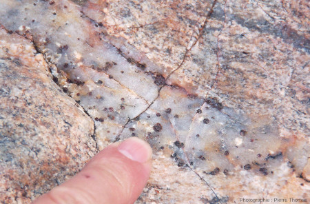 Détail d'un filon de quartz hydrothermal recoupant un gneiss migmatitique au Sud du Dôme du Velay