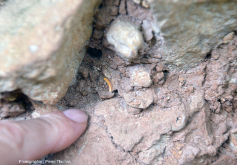 Vue rapprochée d'une dent de mammifère (rongeur probable) incluse dans des dépôts mal consolidés faits d'argile, de sable, de gravier, de galets…, moulage, Archéosite des Fieux (Miers, Lot)