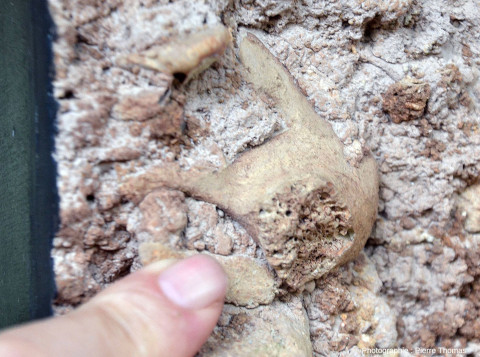 Os (vertèbre ?) de mammifère dont le centre possède la structure d'un os spongieux, Archéosite des Fieux (Miers, Lot)
