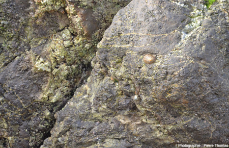 Gros plan sur un basalte traversé par des filonets et veines verdâtres, résultats de l'altération hydrothermale de ces basaltes mis en place sous forme de coulées sous-marines dans le bassin évaporitique triasique, baie de Bakio (Pays basque espagnol)
