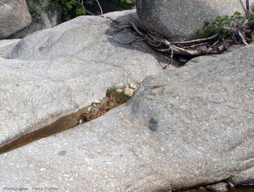 Enclaves basiques sub-sphériques dans le granite porphyroïde du Mont Lozère (Lozère)