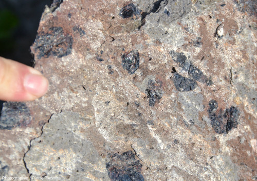 Très gros cristaux de ferromagnésiens noirs, très vraisemblablement des pyroxènes, dans un basalte du Coulet de la Soulière (Ardèche)