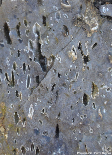Détail de ce basalte très vacuolaire, coulée de Mirabel (Ardèche)