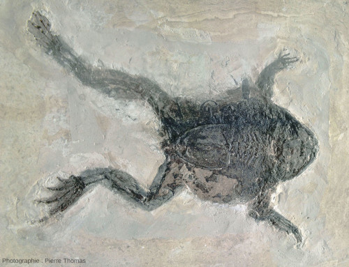 Fossile de grenouille (ou crapaud ?) trouvé dans la diatomite de Saint-Bauzile (Ardèche)