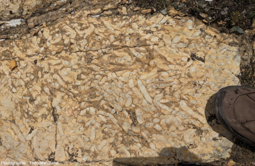 Détail des ichnofossiles de bioturbation sur fond ocre-clair, au bord du Lac Blanc, Pralognan-la-Vanoise (Savoie)
