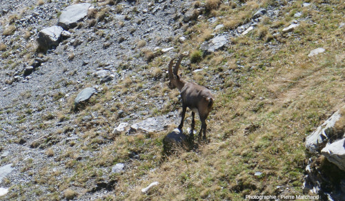 Bouquetin (Capra ibex) en surplomb du Lac Blanc, Pralognan-la-Vanoise (Savoie)