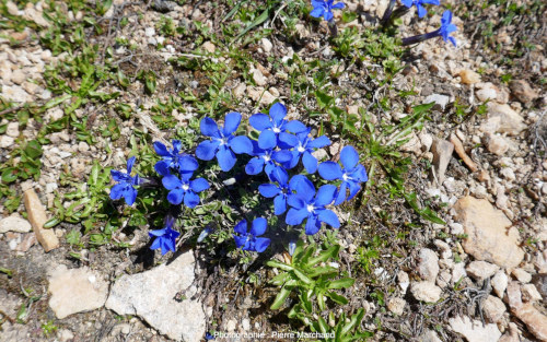 Gentiane de printemps (Gentiana verna) non loin du Lac Blanc, Pralognan-la-Vanoise (Savoie)