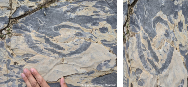 Terrier fossile déformé et reconstitution de sa forme initiale supposée