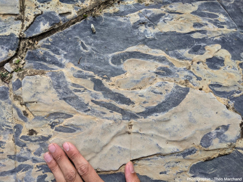 Terrier marin fossile déformé, dans les schistes bioturbés du lac Blanc