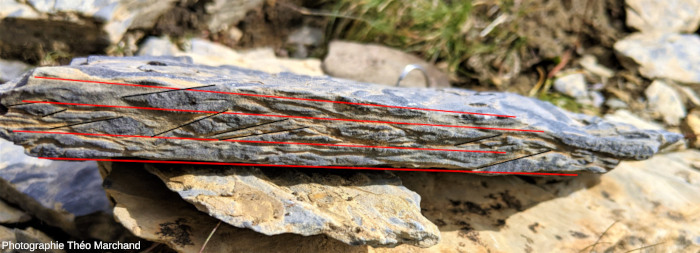 Plans de schistosité (en rouge) et plans de cisaillement (en noir) affectant les terriers fossiles vus par la tranche