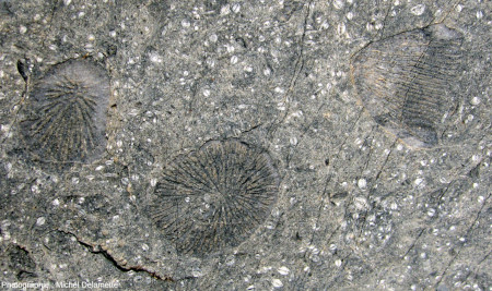 Surface d'une des dalles calcaires (voir figure 2) en général très riches en nummulites, contenant des “coupes” de coraux vues selon divers types de sections (coupe transversales, longitudinales …)