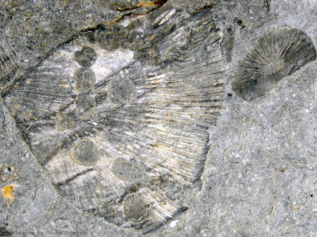 Surface d'une des dalles calcaires (voir figure 2) en général très riches en nummulites, contenant des “coupes” de coraux vues selon divers types de sections (coupe transversales, longitudinales …)