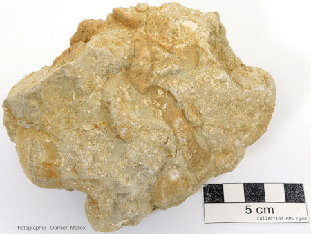Vue d'ensemble d'un échantillon de calcaire à Trochosmilia, nummulites et discocyclines collecté à Collongues (Alpes-Maritimes)