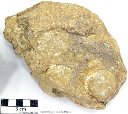 Vue d'ensemble d'un autre échantillon de calcaire à Trochosmilia, nummulites et discocyclines collecté à Collongues (Alpes-Maritimes)