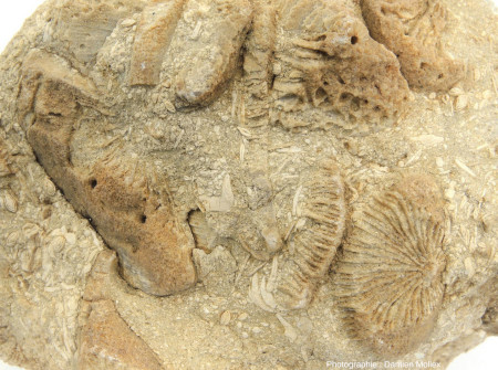 Vue de détail d'un échantillon de calcaire à Trochosmilia, nummulites et discocyclines