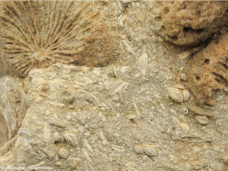 Autre vue de détail d'un échantillon de calcaire à Trochosmilia, nummulites et discocyclines