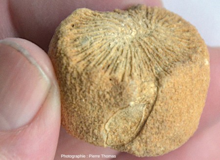 Vue d'un fragment isolé de Trochosmilia perforé par un bivalve d'au moins 5 mm de diamètre
