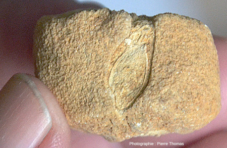 Vue sous un angle différent d'un fragment isolé de Trochosmilia perforé par un bivalve d'au moins 5 mm de diamètre