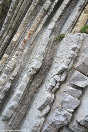 Alternance de bancs gréso-calcaires et de marnes argileuses du Thanétien, juste au Nord du GSSP Sélandien/Thanétien, Zumaia (Espagne)