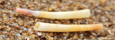Deux coquilles de dentales actuels sur une plage