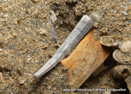 Coquille de dentale côtelé actuel (Antalis novemcostata) échoué sur une plage