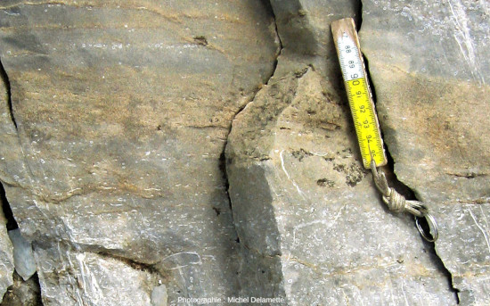 Gros plan sur des calcaires priaboniens (calcarénites plus ou moins riches en fossiles de dentale), secteur de Barmerousse (Passy, Haute Savoie)