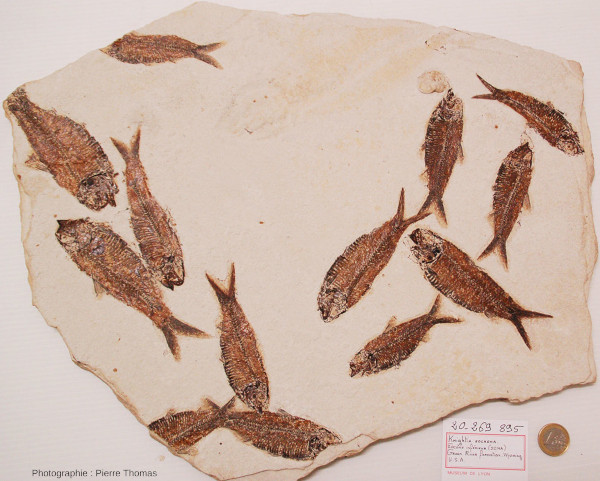 Dalle à fossiles de Knightia eocaena, poissons téléostéens lacustres, prélevée dans le bassin de la Green River (Wyoming, États-Unis d’Amérique), bassin sédimentaire de l'Éocène inférieur