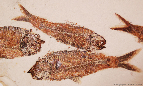 Détail de Knightia eocaena, poissons éocènes fossiles de la Green River Formation, Wyoming (États-Unis d’Amérique)