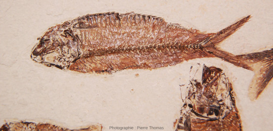 Détail de Knightia eocaena, poissons éocènes fossiles de la Green River Formation
