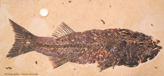 Un Mioplosus labracoïdes, poisson fossile de la Green River Formation