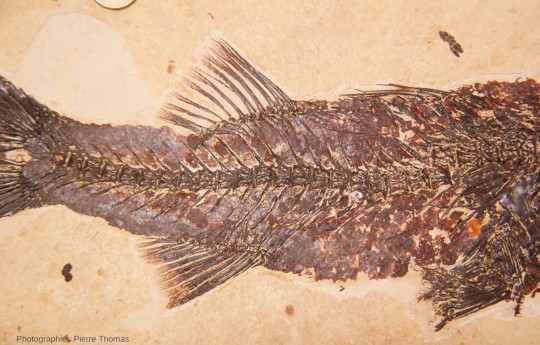 Détail d'un Mioplosus labracoïdes, poisson fossile de la Green River Formation