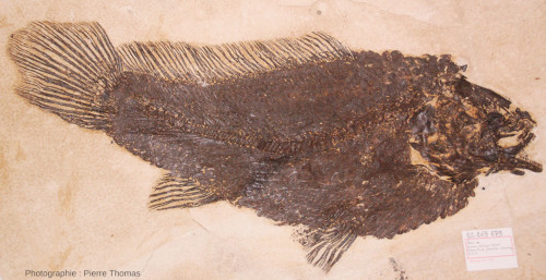 Un Amia sp., poisson fossile de la Green River Formation