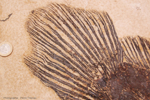 Détail de la nageoire caudale d'un Amia sp., poisson fossile de la Green River Formation