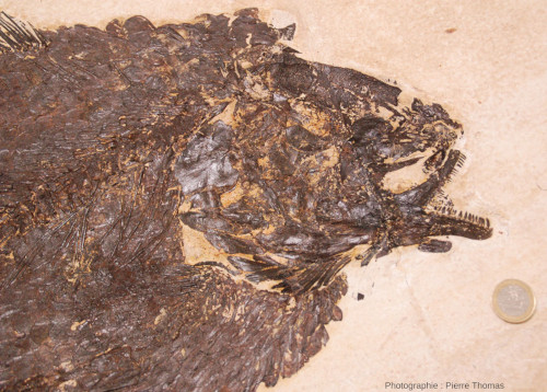Détail de la tête d'un Amia sp., poisson fossile de la Green River Formation