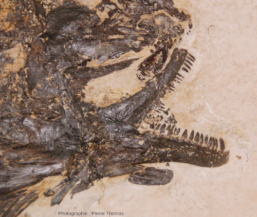 Détail de la bouche d'un Amia sp., poisson fossile de la Green River Formation