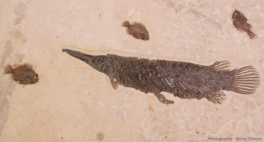 Dalle calcaire avec quatre fossiles, un Lepisosteus sp. et trois Priscacara sp., poissons fossiles de la Green River Formation