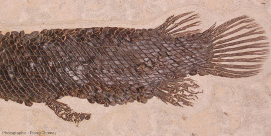 Détail de la partie postérieure du Lepisosteus sp. de la figure 11