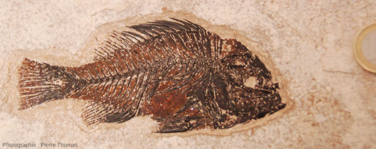 Zoom sur le fossile de Priscacara sp. du centre de la figure 11