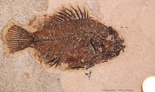 Zoom sur le fossile de Priscacara sp. situé à gauche de la figure 11