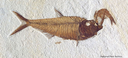 Diplomystus sp. (17 cm de long) mort et fossilisé en train d'avaler une proie, Green River Formation
