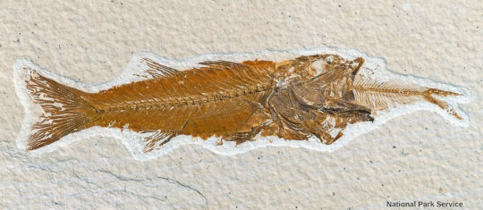 Mioplosus sp. mort et fossilisé en train d'avaler une proie, Green River Formation